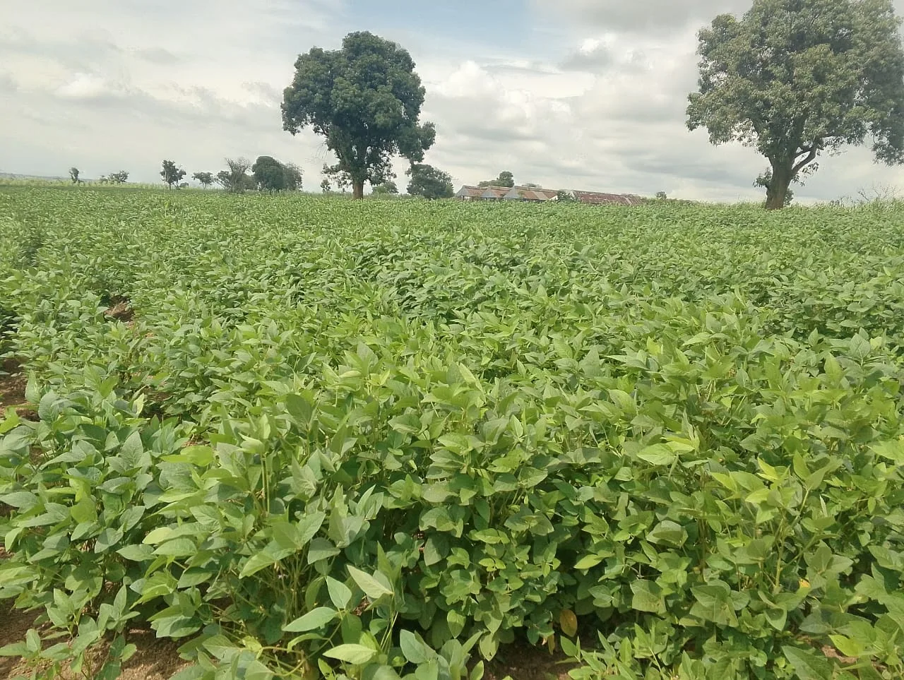A thriving crop field at Mariseth Farms