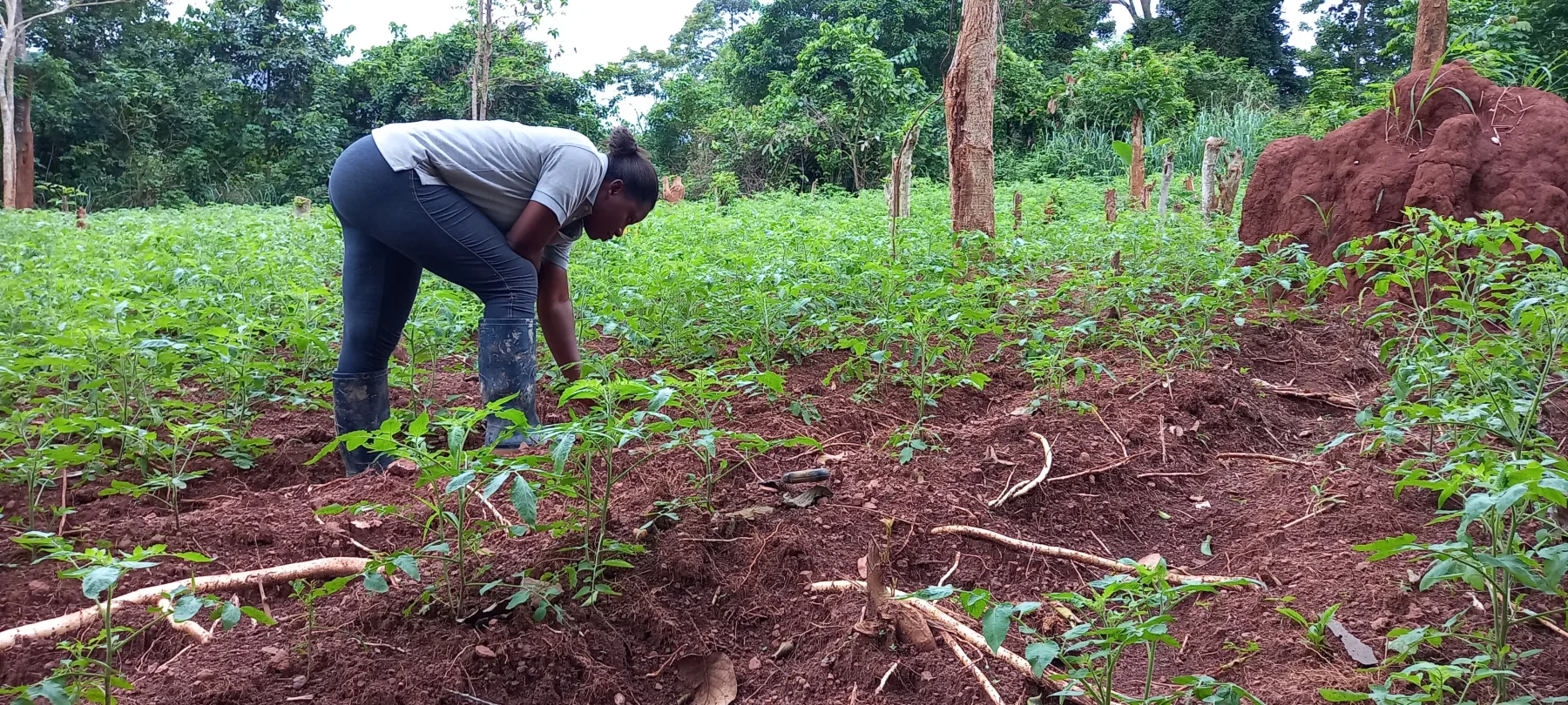 A Mariseth Farms team member tending young crops