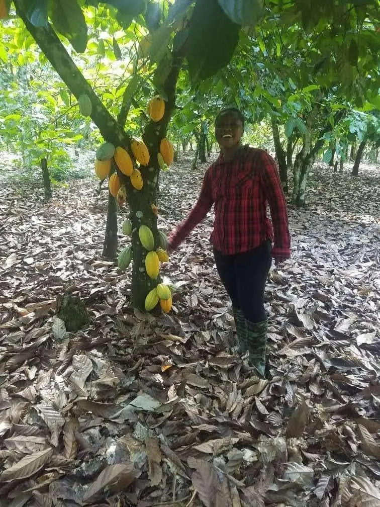 Ripe cocoa pods growing on a cocoa tree