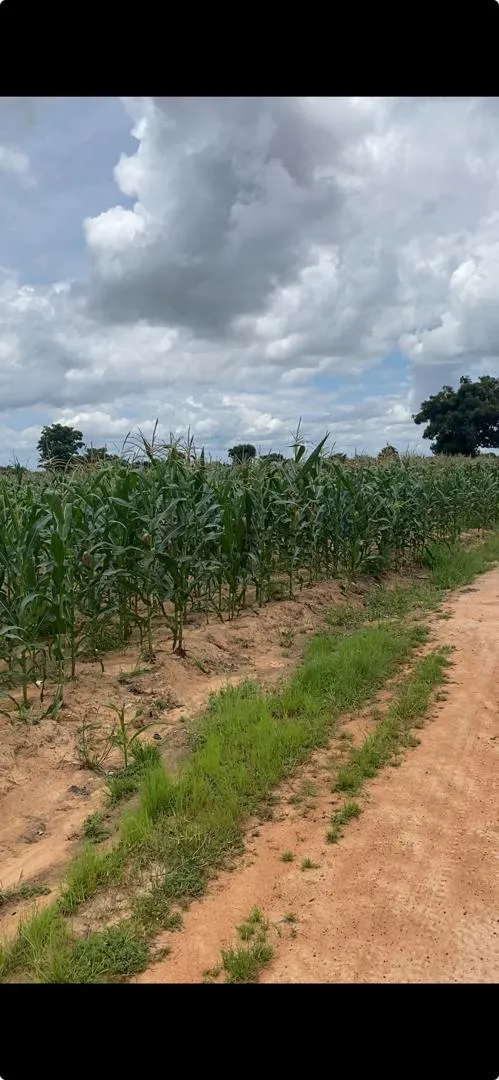 Rows of maize growing in a field