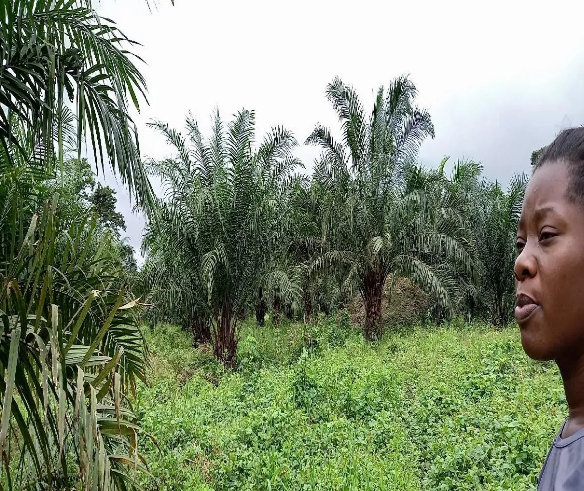 Oil palm trees growing on a farm