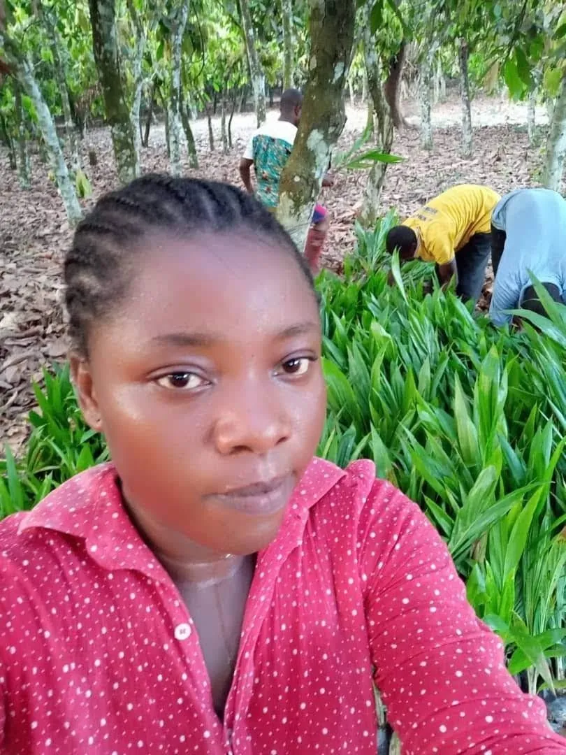Young seedlings prepared for planting