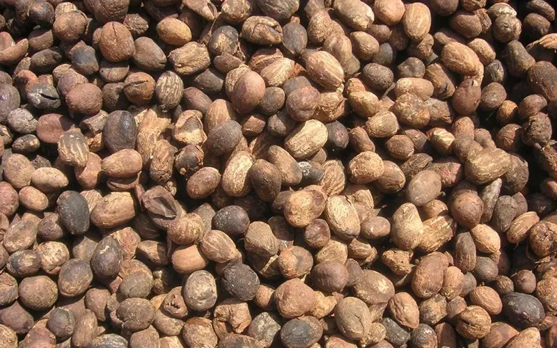 Harvested shea nuts