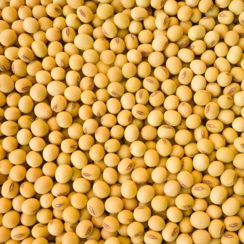Harvested soya beans